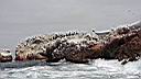 Iles ballestas